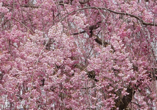 Nicchu Line Weeping Cherry Blossom - Fukushima Travel