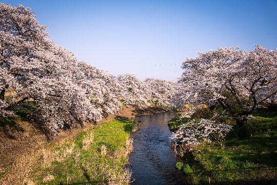 5 Famous Cherry Blossom Spots in Fukushima... and 5 Hidden Gems for 2026