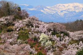 Sakura Bliss Hike at Hanamiyama
