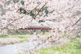 福岛的顶级樱花景点