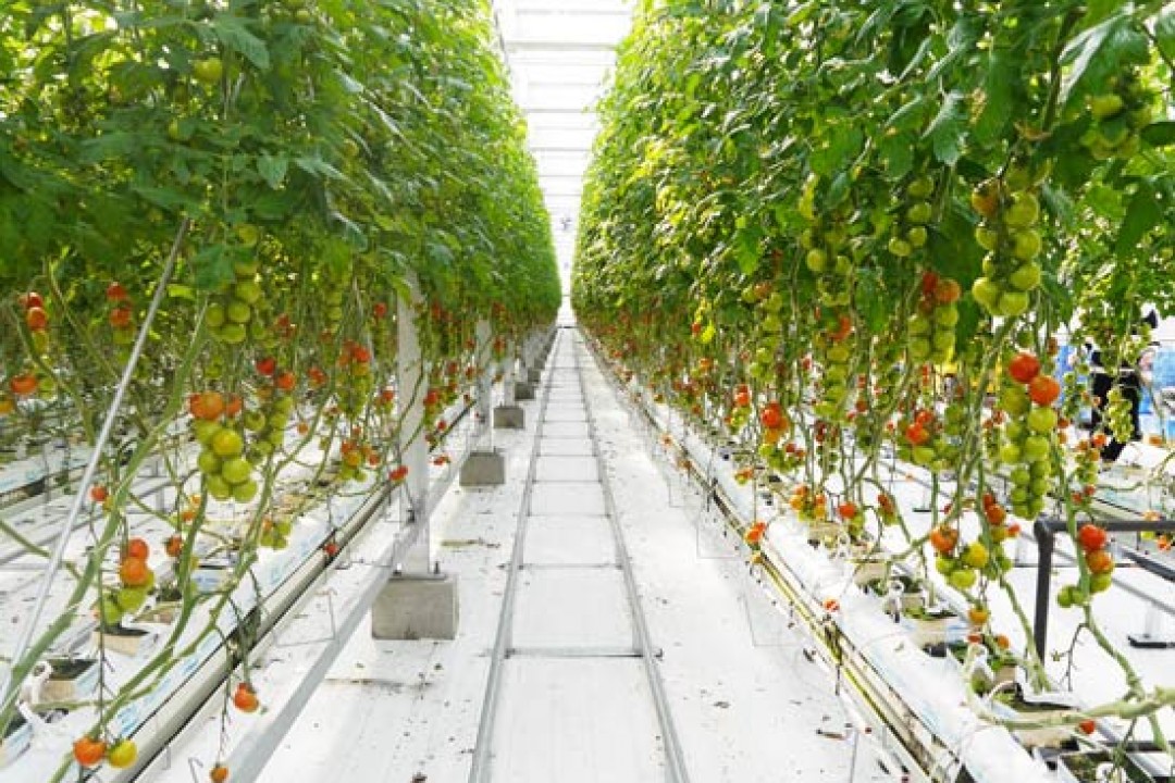 Tomato Heaven in Wonder Farm, Iwaki - Fukushima Travel