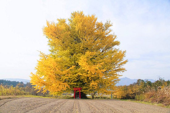 5 Ginkgo Tree Spots To Visit In Fukushima This Autumn - Fukushima Travel