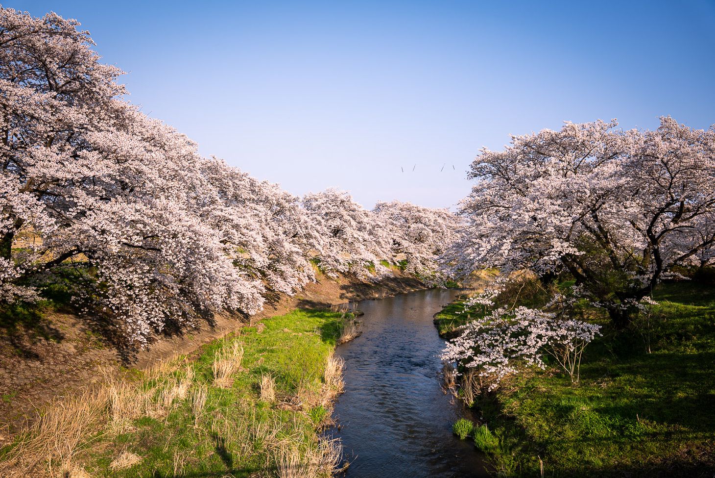 5 Famous Cherry Blossom Spots in Fukushima... and 5 Hidden Gems for 2026