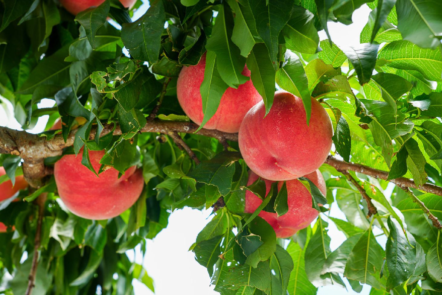 How to Enjoy Fruit Picking in Fukushima: The Ultimate Guide