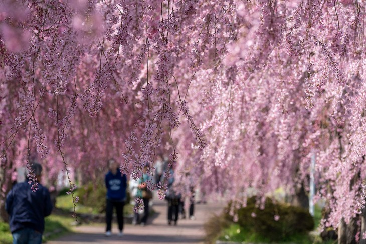 Nicchu Line Weeping Cherry Blossom