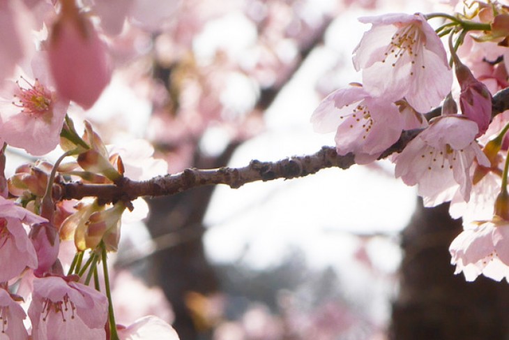 Chuyến đi Ngắm hoa Trong ngày từ Tokyo