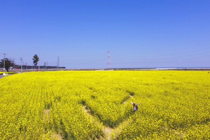 上野先生的油菜花迷宫