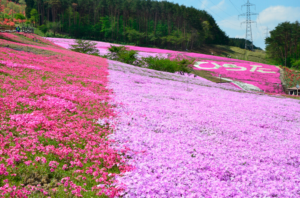 City - 4 flower gardens in bloom year-round - Tokyo Picks