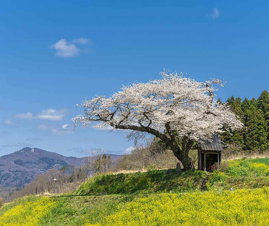2023 Cherry Blossom Full Bloom Forecast & Spots in Fukushima