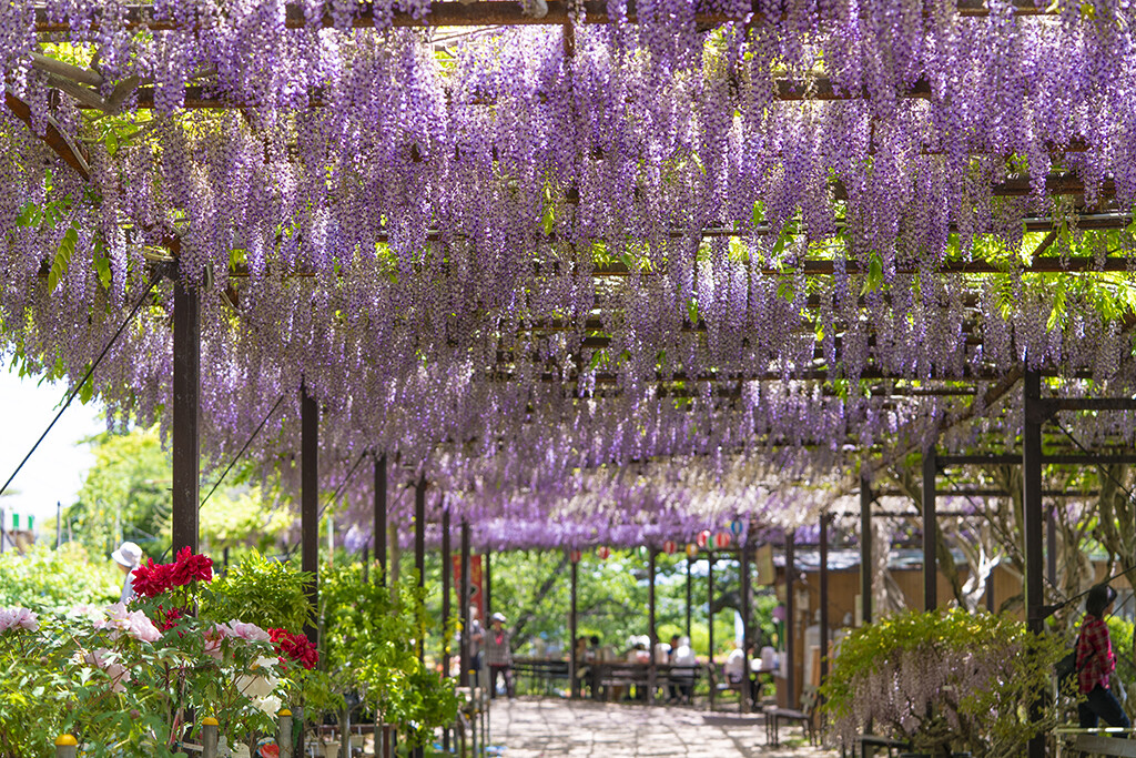 City - 4 flower gardens in bloom year-round - Tokyo Picks