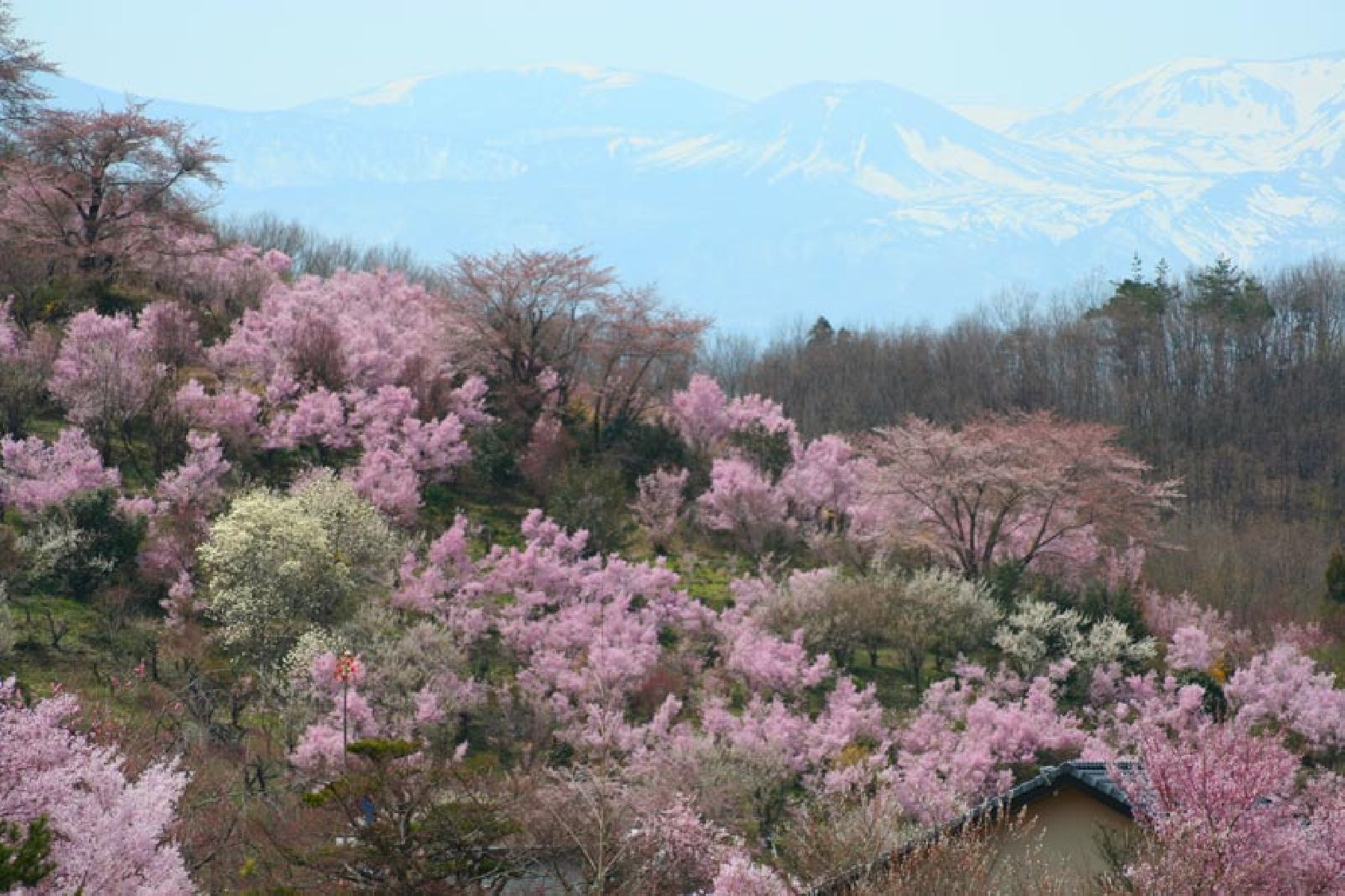 One-Day Sakura Hunting in Central Fukushima on the Tohoku JR Pass