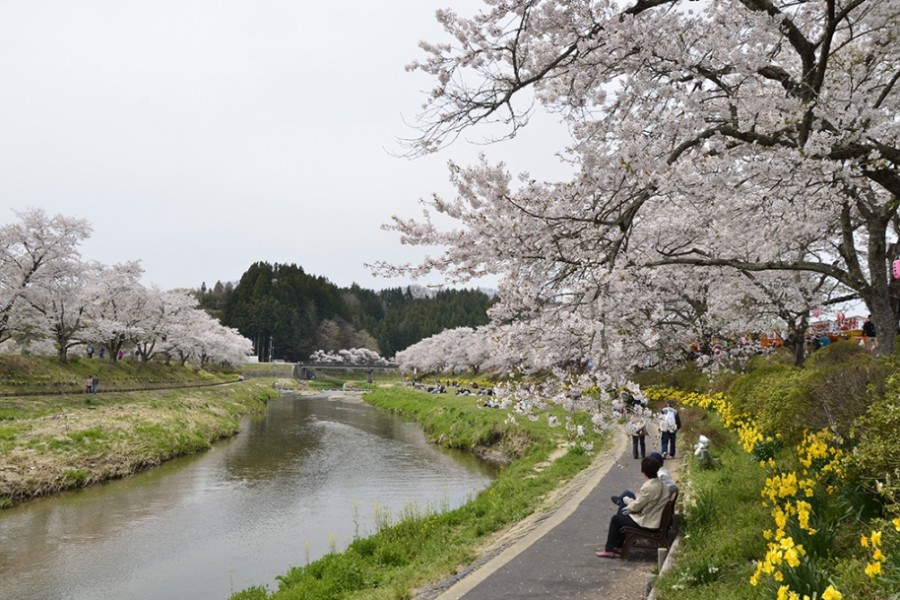 夏井的一千棵樱树