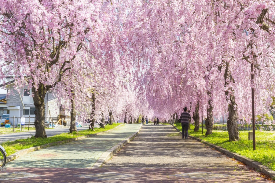 Nicchu Line Weeping Cherry Blossom