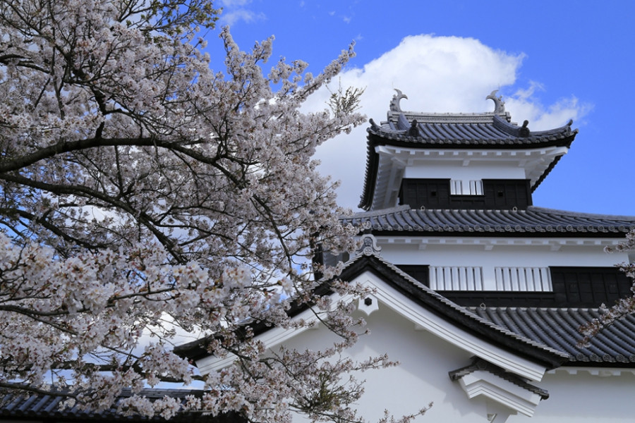 One-Day Sakura Hunting in Central Fukushima on the Tohoku JR Pass