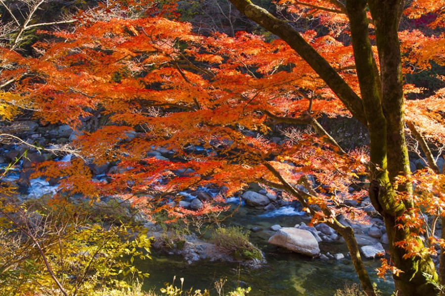 The Coast of Fukushima