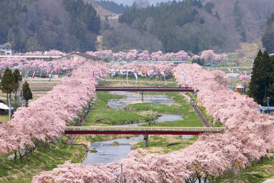 Hoa anh đào ngàn cánh sông Natsui 