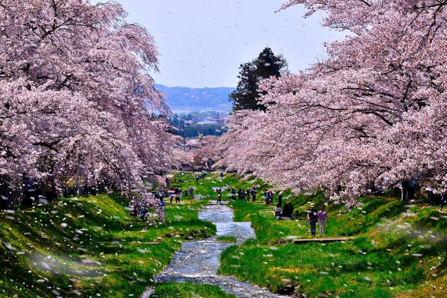 观音寺川的林荫樱花