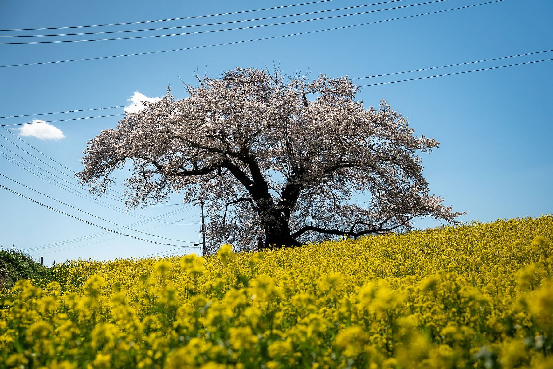 Hitomachi Jizo Sakura