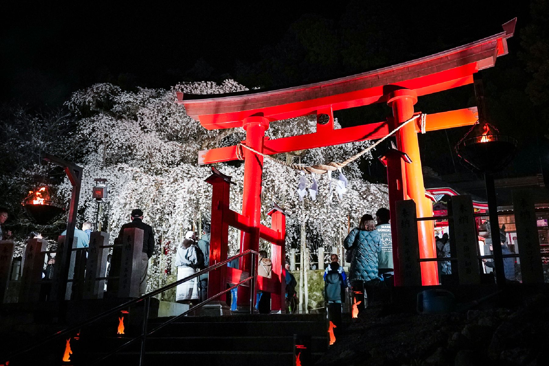 Cây Anh đào Rủ cành của Đền Ogawa-Suwa