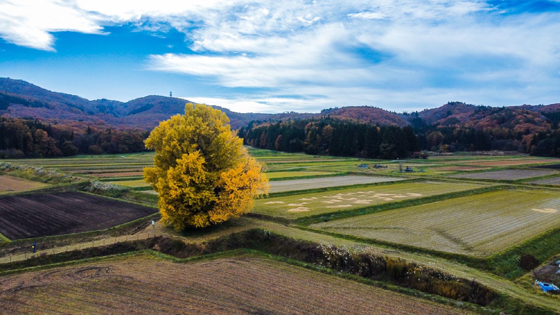 The Great Gingko Tree of Akai