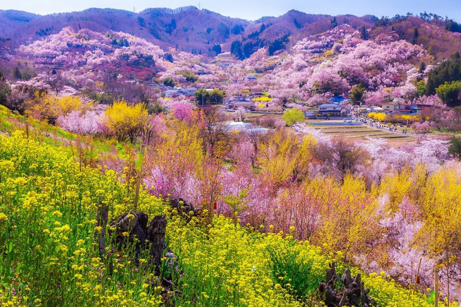 花见山 目的地 Fukushima Travel