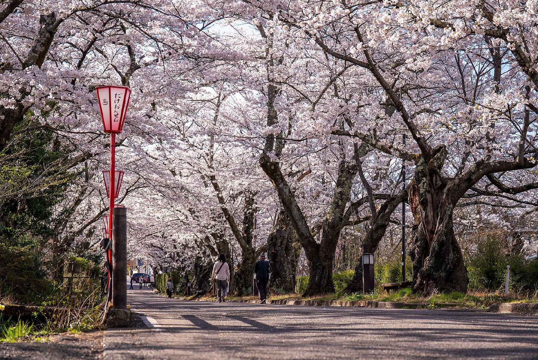 岳温泉街的樱花坡