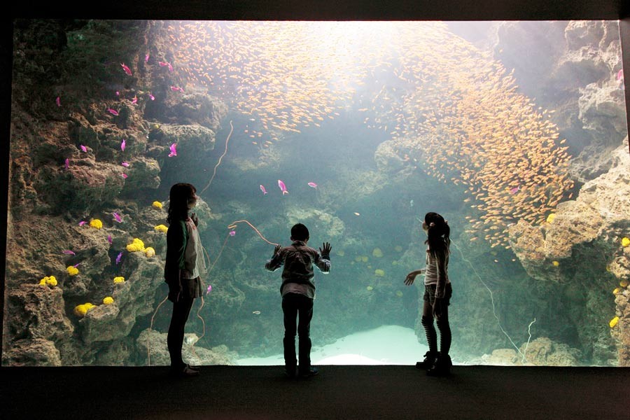 环境水族馆 水蓝色福岛