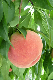 Fruit Calendar